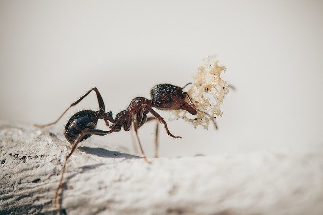 Dezinsekcija mrava